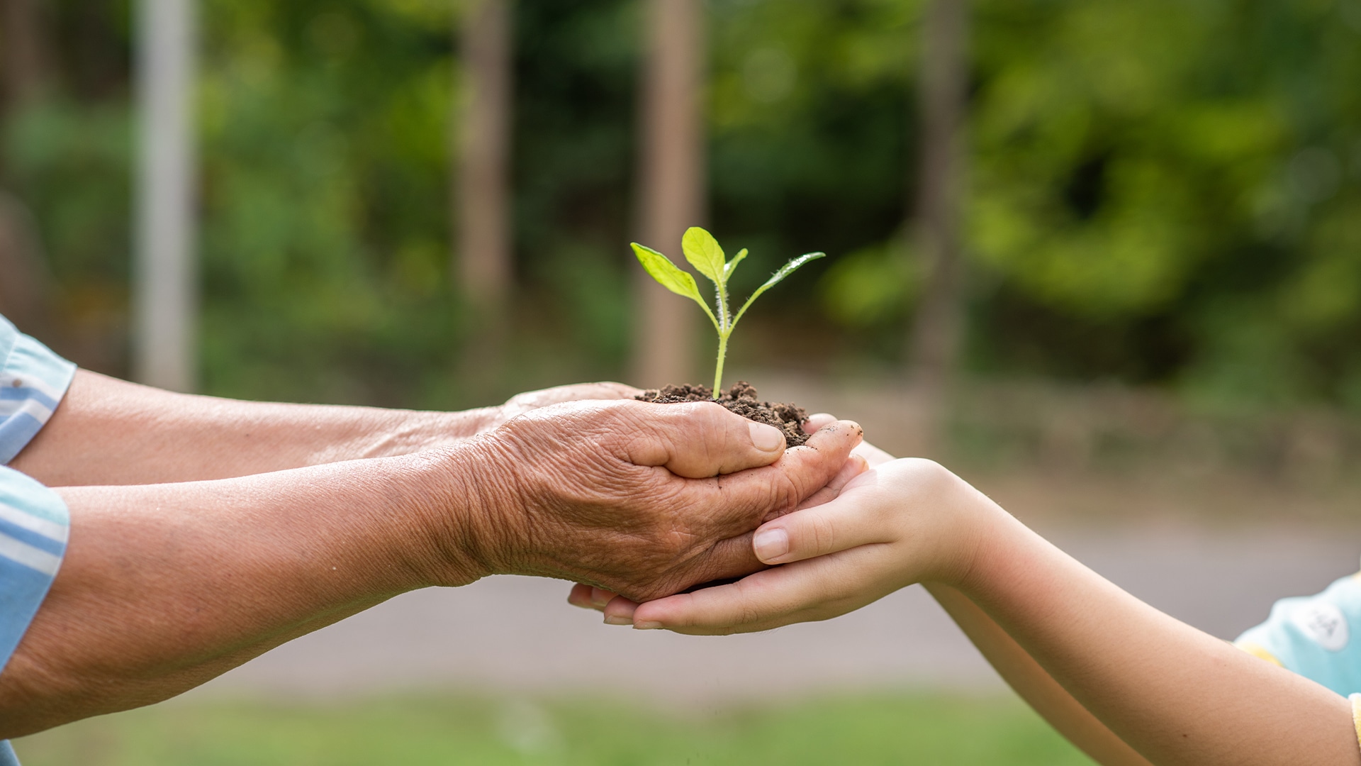 hands holding plant